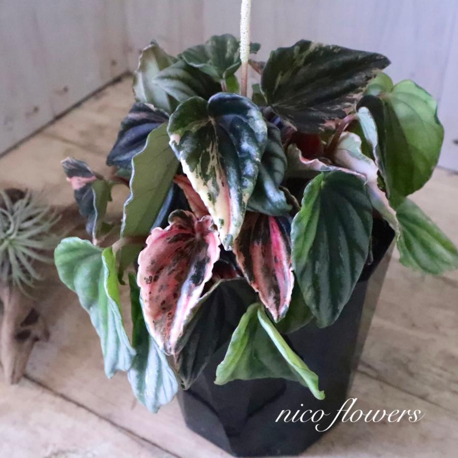 ピンク斑入り ペペロミア ニューピンクレディ : nico-flowers - 通販