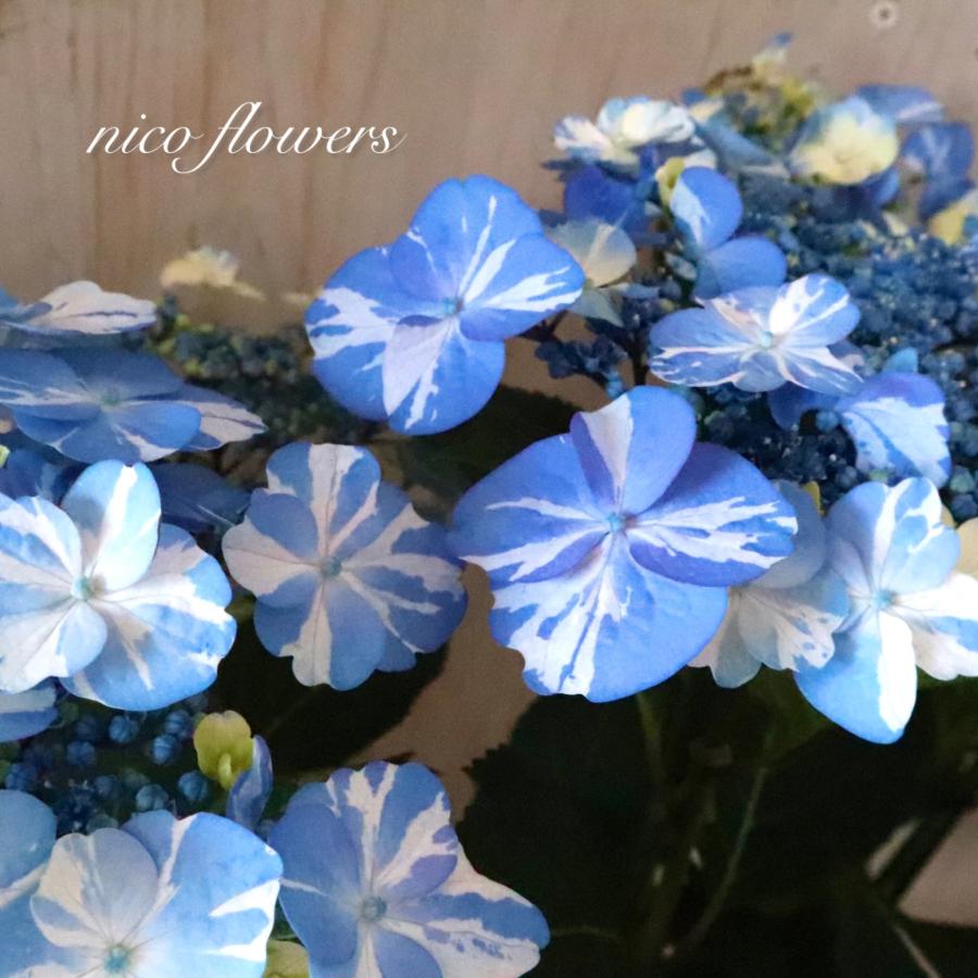 絞り模様 紫陽花 サニーデイズ ブルー 母の日 : nico-flowers - 通販