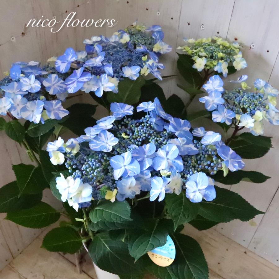 絞り模様 紫陽花 サニーデイズ ブルー 母の日 : nico-flowers - 通販
