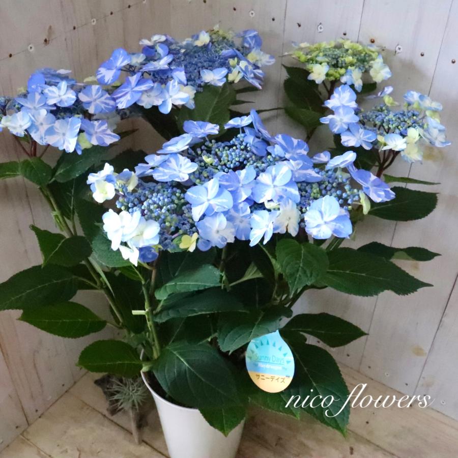 絞り模様 紫陽花 サニーデイズ ブルー 母の日 : nico-flowers - 通販