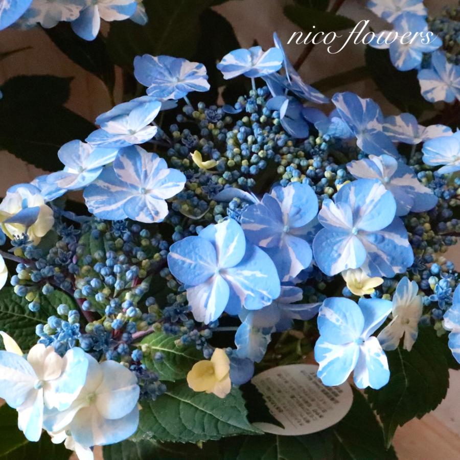 絞り模様 紫陽花 サニーデイズ ブルー 母の日 : nico-flowers - 通販
