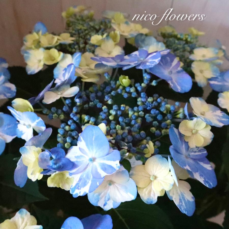 絞り模様 紫陽花 サニーデイズ ブルー 母の日 : nico-flowers - 通販