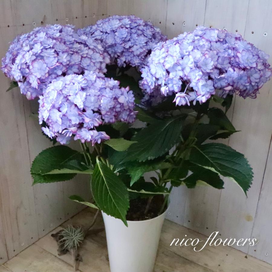八重咲き ひな祭り ルナ ブルー テマリ咲き 母の日 : nico-flowers