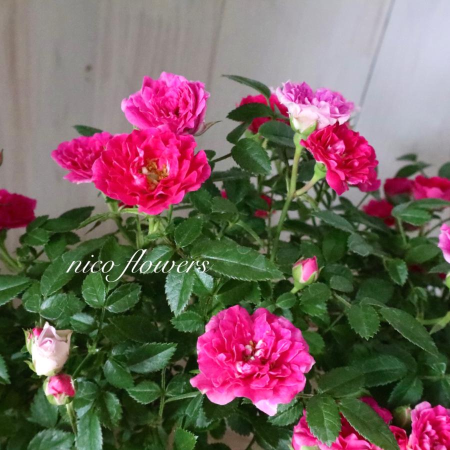 幸せリング♡つるバラ♡リング仕立て♡須磨♡ 幸せリング つるバラ リング仕立て 須磨 : nico-flowers - 通販