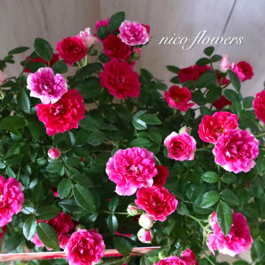 幸せリング つるバラ リング仕立て 須磨 : nico-flowers - 通販