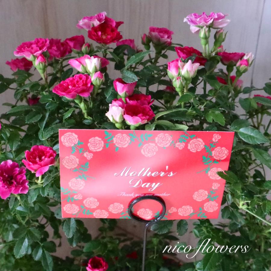幸せリング♡つるバラ♡リング仕立て♡須磨♡ 幸せリング つるバラ リング仕立て 須磨 【公式通販】
