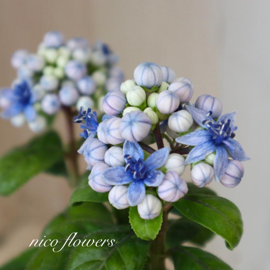 常緑 アジサイ 碧の瞳 青い実 紫陽花 : nico-flowers - 通販 - Yahoo