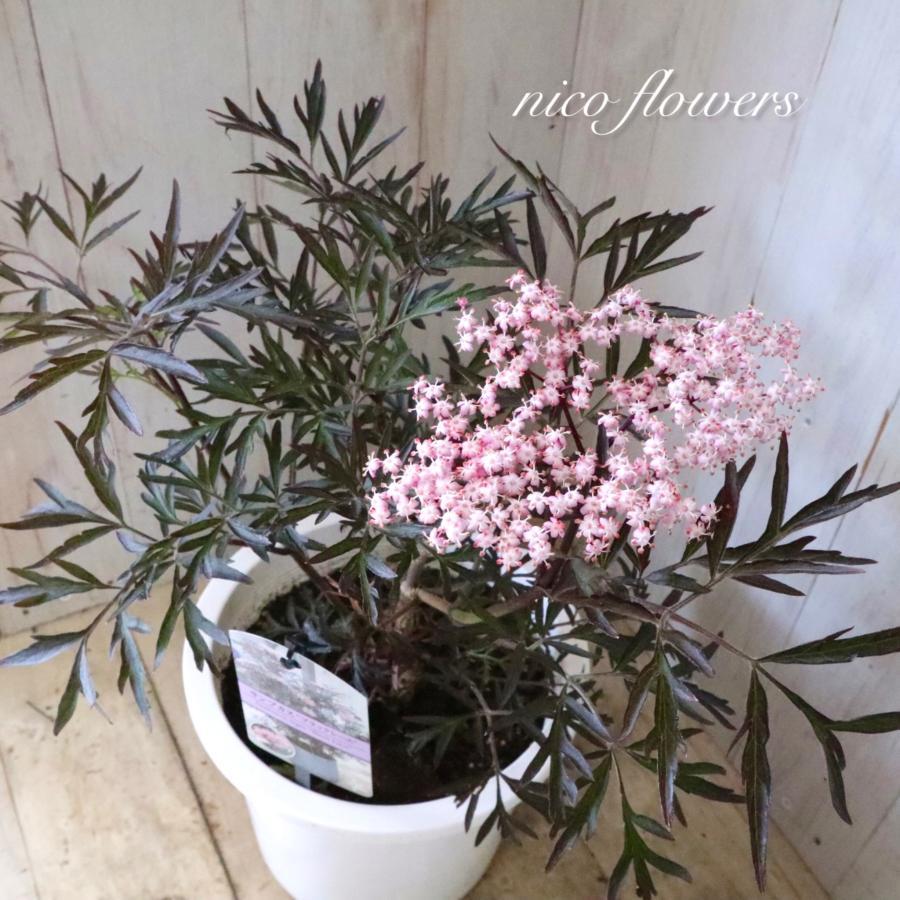サンブカス ブラックレース 西洋ニワトコ : nico-flowers - 通販