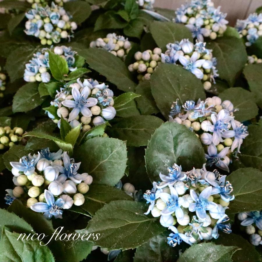 常緑 アジサイ 碧の瞳 青い実 紫陽花 : nico-flowers - 通販 - Yahoo