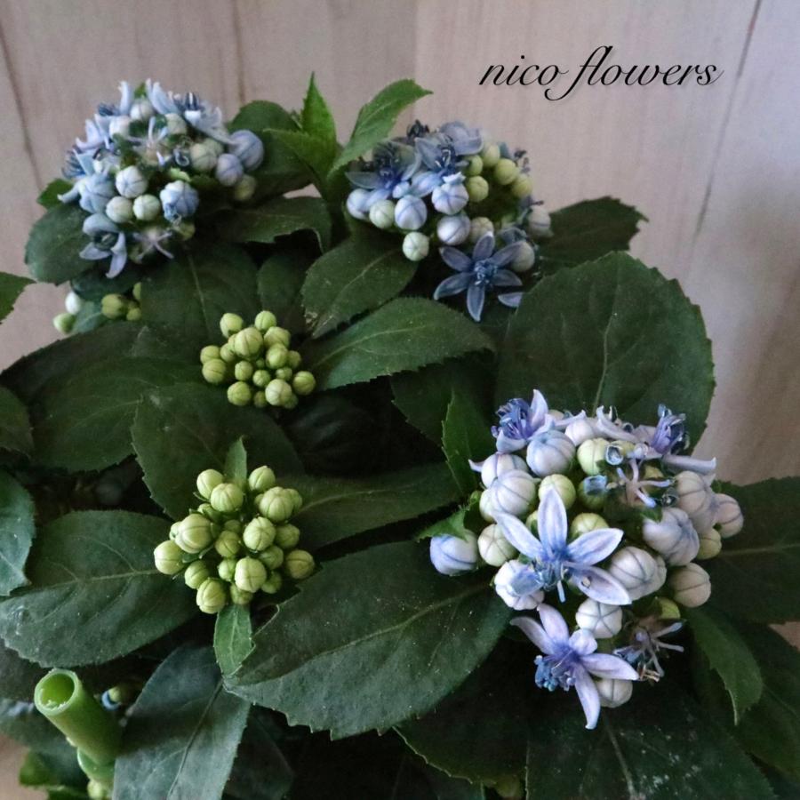 常緑 アジサイ 碧の瞳 青い実 紫陽花 : nico-flowers - 通販 - Yahoo