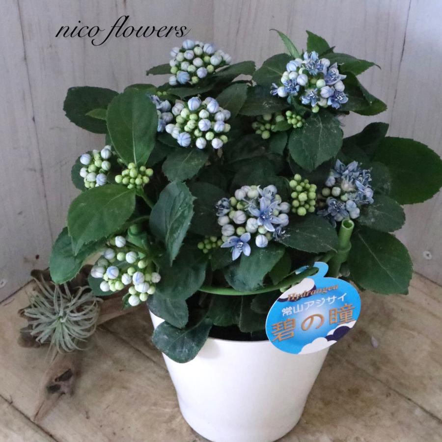 常緑 アジサイ 碧の瞳 青い実 紫陽花 : nico-flowers - 通販 - Yahoo