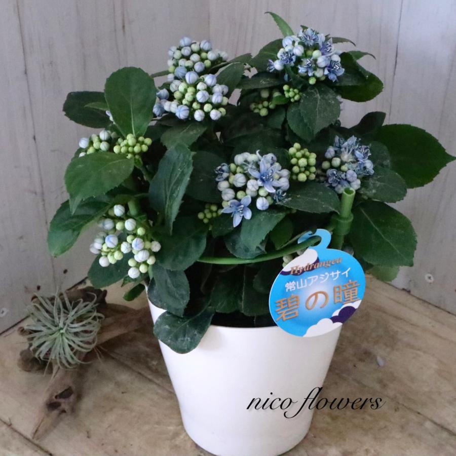 常緑 アジサイ 碧の瞳 青い実 紫陽花 : nico-flowers - 通販 - Yahoo
