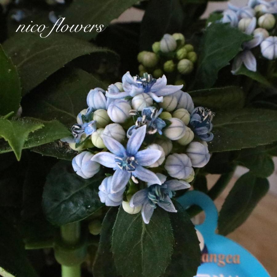 常緑 アジサイ 碧の瞳 青い実 紫陽花 : nico-flowers - 通販 - Yahoo