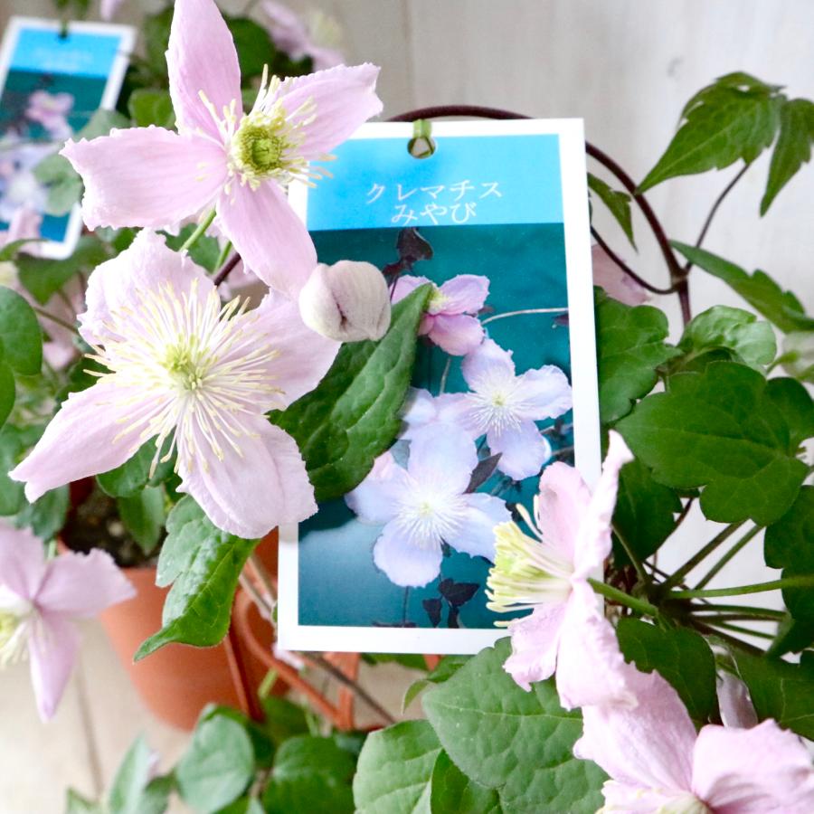 希少 クレマチス みやび 5寸鉢 : nico-flowers - 通販 - Yahoo 希少 クレマチス みやび 5寸鉢 : nico-flowers - 通販 - Yahoo
