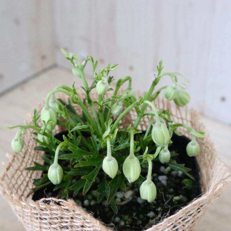 常緑 クレマチス カートマニージョー 天使のすず : nico-flowers