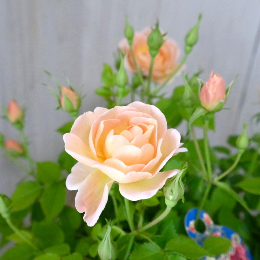 プリパラグミ  12  ばら売り プリパラ プリチケコレクショングミ Vol.12 20個入りBOX (食玩