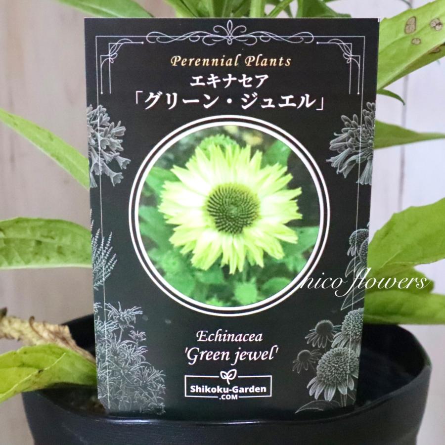 ちー様　確認用　エキナセア　グリーンジュエル エキナセア グリーンジュエル 八重咲き 宿根草 : nico-flowers - 通販
