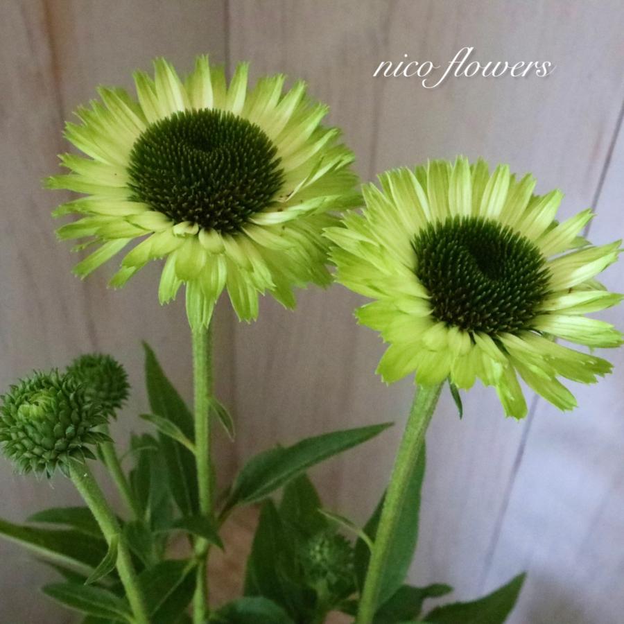 エキナセア グリーンジュエル 八重咲き 宿根草 : nico-flowers - 通販