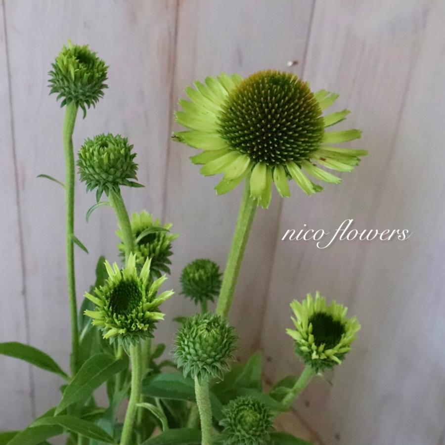 エキナセア グリーンジュエル 八重咲き 宿根草 : nico-flowers - 通販