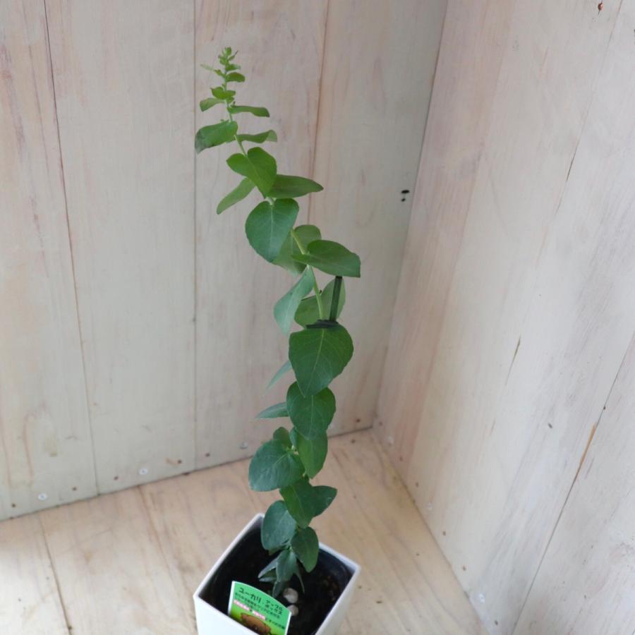 ユーカリ アップルボックス りんごの形 3 5号スクエア鉢 シンボルツリー 庭木 植木 54 Nico Flowers 通販 Yahoo ショッピング