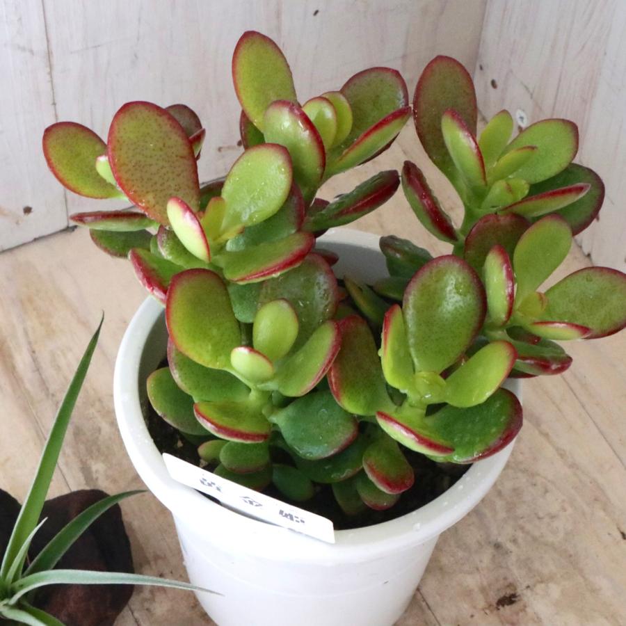 金のなる木 黄金姫花月 多肉植物 インテリアグリーン 1鉢 : nico