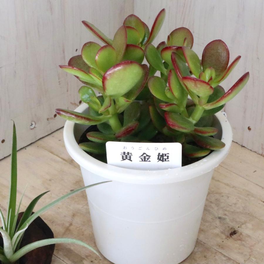 金のなる木 黄金姫花月 多肉植物 インテリアグリーン 1鉢 : nico
