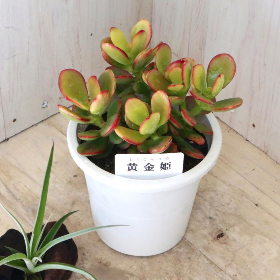 金のなる木 黄金姫花月 多肉植物 インテリアグリーン 1鉢 : nico