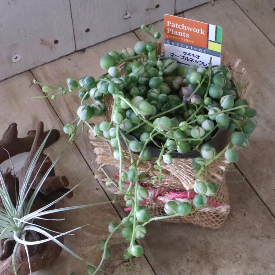 斑入り グリーンネックレス 多肉植物 インテリアグリーン 観葉植物
