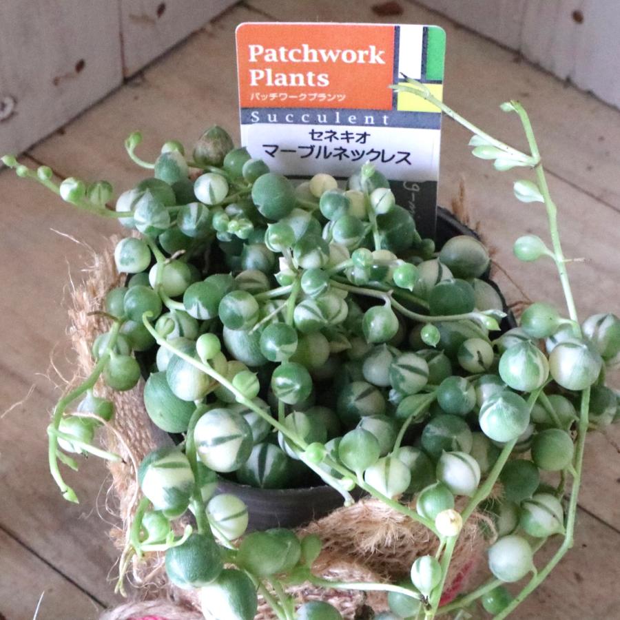 斑入り グリーンネックレス 多肉植物 インテリアグリーン 観葉植物