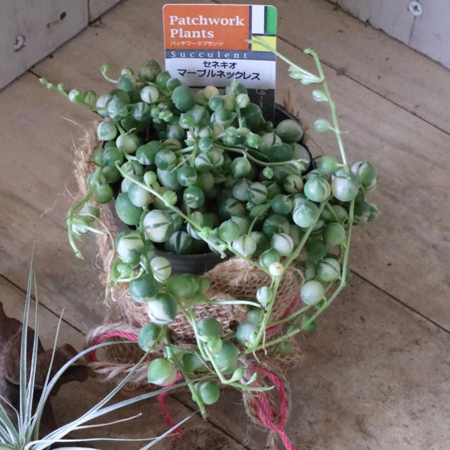 斑入り グリーンネックレス 多肉植物 インテリアグリーン 観葉植物