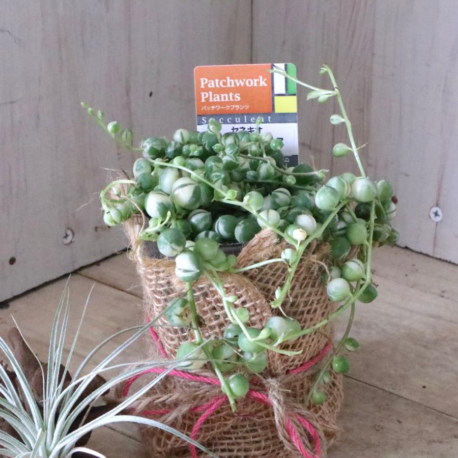 斑入り グリーンネックレス 多肉植物 インテリアグリーン 観葉植物