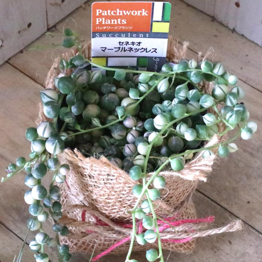 斑入り グリーンネックレス 多肉植物 インテリアグリーン 観葉植物