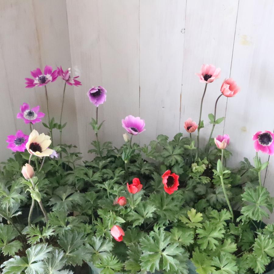 原種系 ガーデンアネモネ パブニナ ガーデニング アネモネ 宿根草