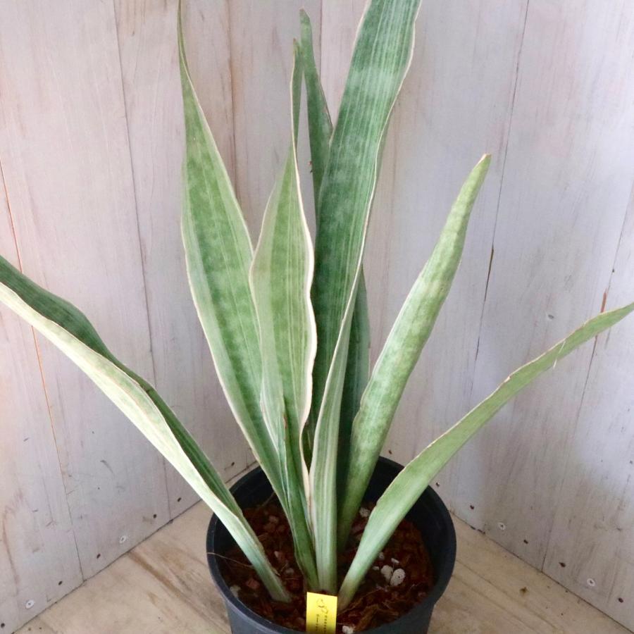 新品　観葉植物　珍しいサンスベリア　斑入り　新品　写真を今日撮ったものに変更 サンセベリア 斑入り品種の魅力、注意点など（サンスベリア