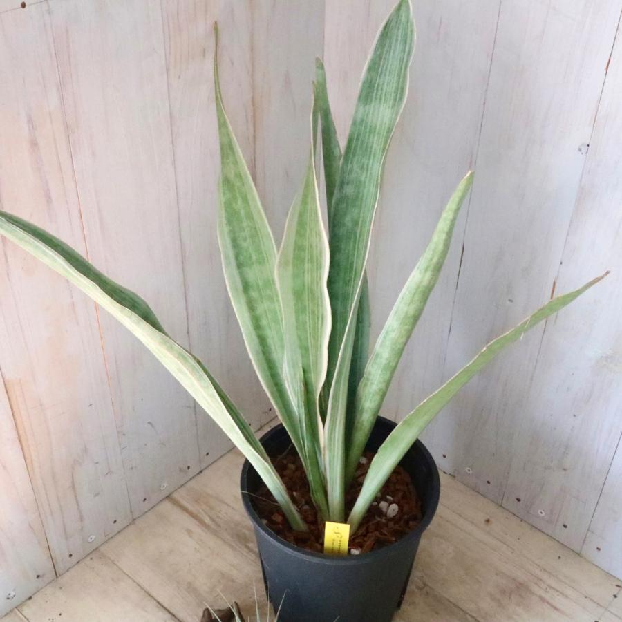 希少 斑入り サンセベリア シルバーフォックス 空気清浄 観葉植物