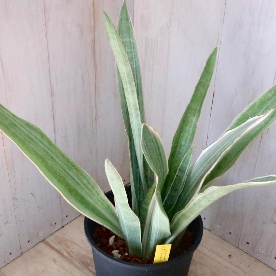 希少 斑入り サンセベリア シルバーフォックス 空気清浄 観葉植物