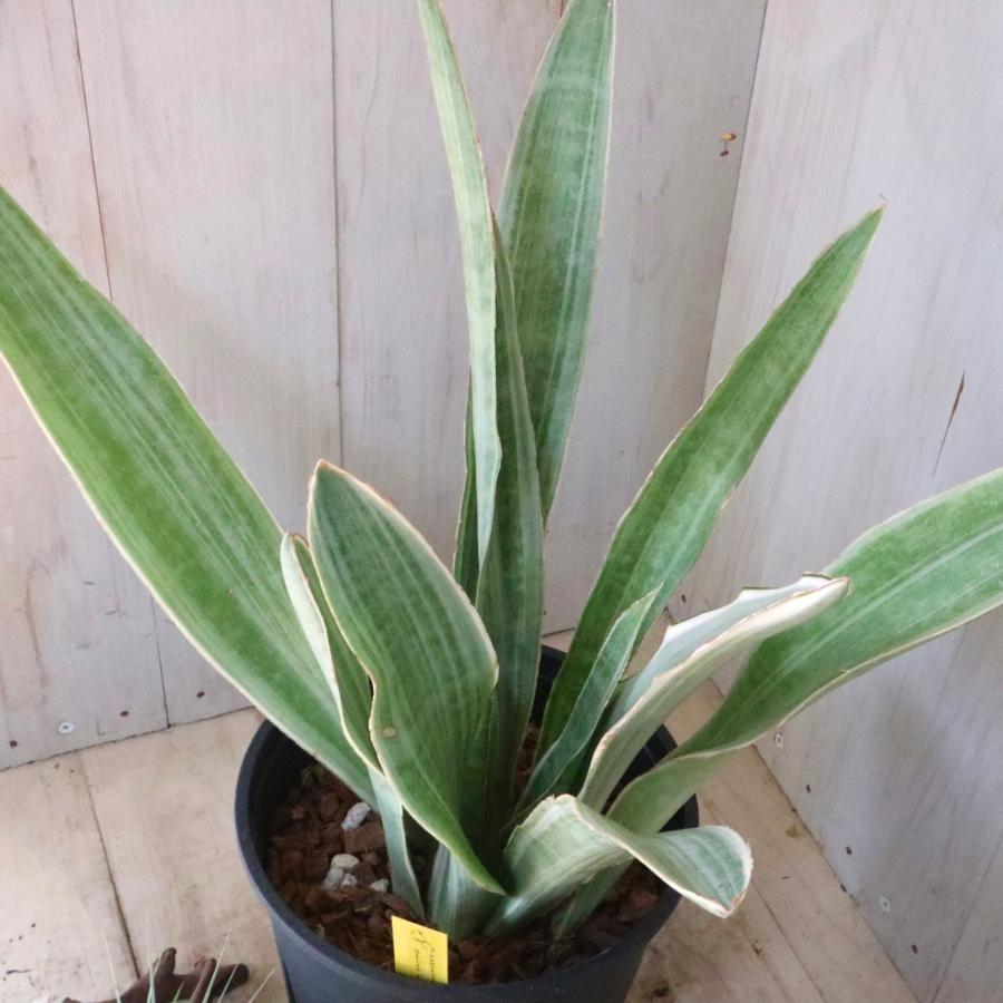 希少 斑入り サンセベリア シルバーフォックス 空気清浄 観葉植物