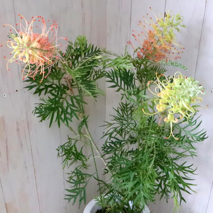 ☆ピーチアンドクリーム☆グレビレア オージープランツ 大株 鉢 苗