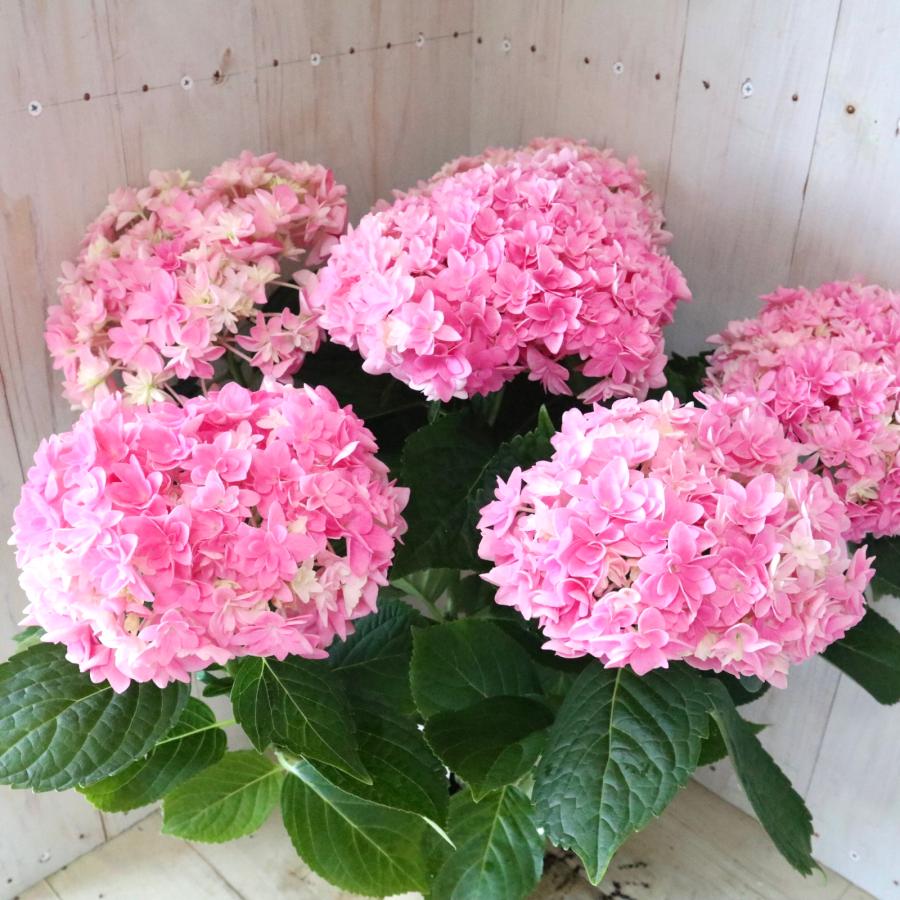美空 限定MD 紫陽花の咲く道 新品種 紫陽花 うらら華 てまり咲き 5寸
