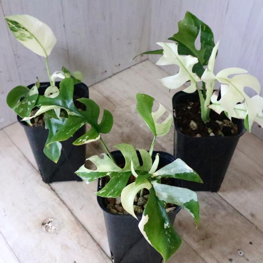 希少 斑入り 姫モンステラ ペルツーサ Rhaphidophora