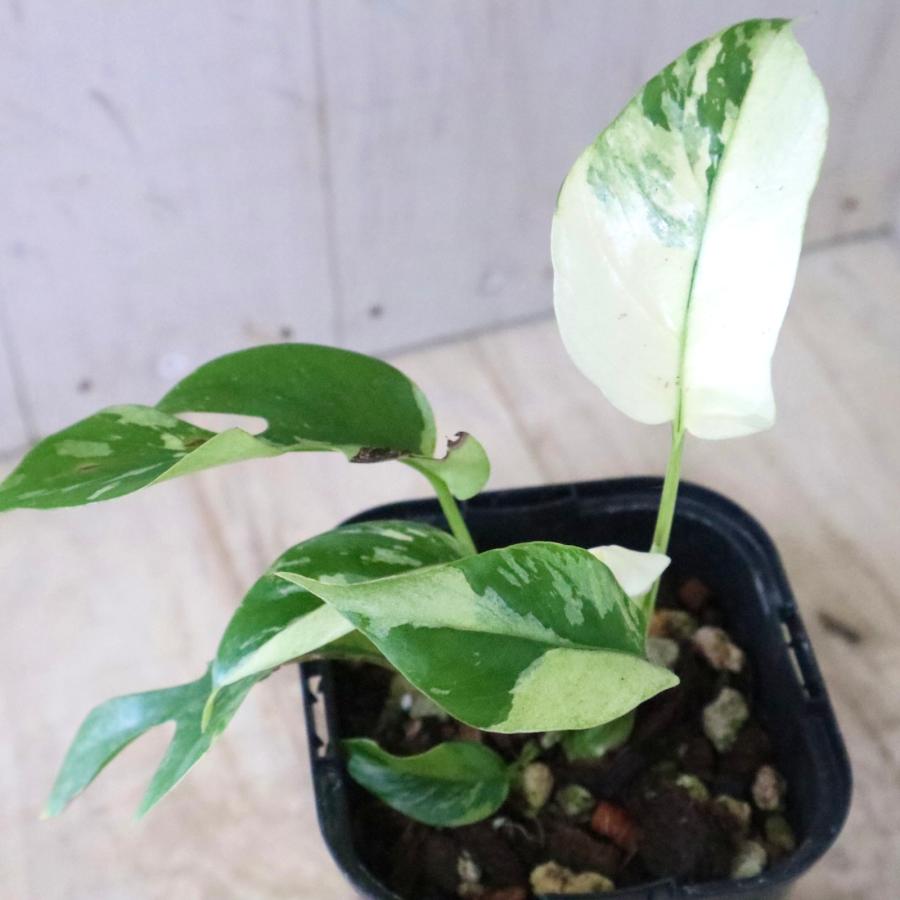 希少 斑入り 姫モンステラ ペルツーサ Rhaphidophora tetrasperma