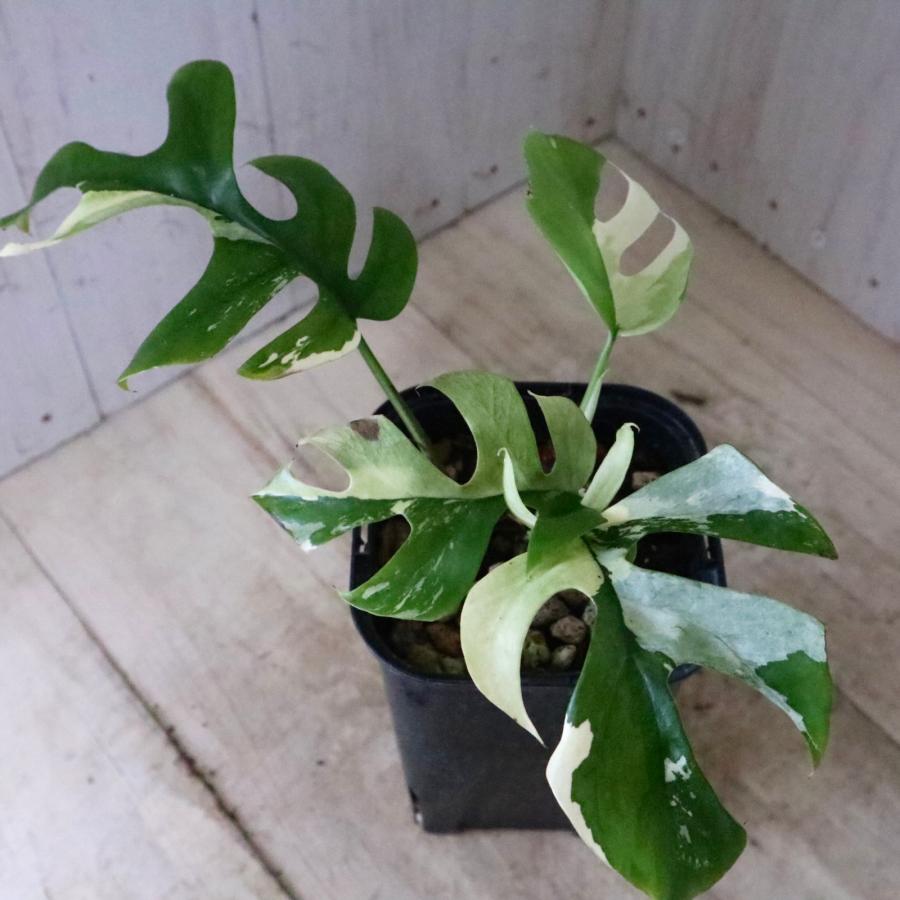 希少 斑入り 姫モンステラ ペルツーサ Rhaphidophora tetrasperma