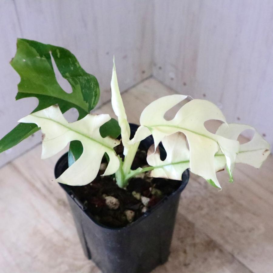 希少 斑入り 姫モンステラ ペルツーサ Rhaphidophora tetrasperma