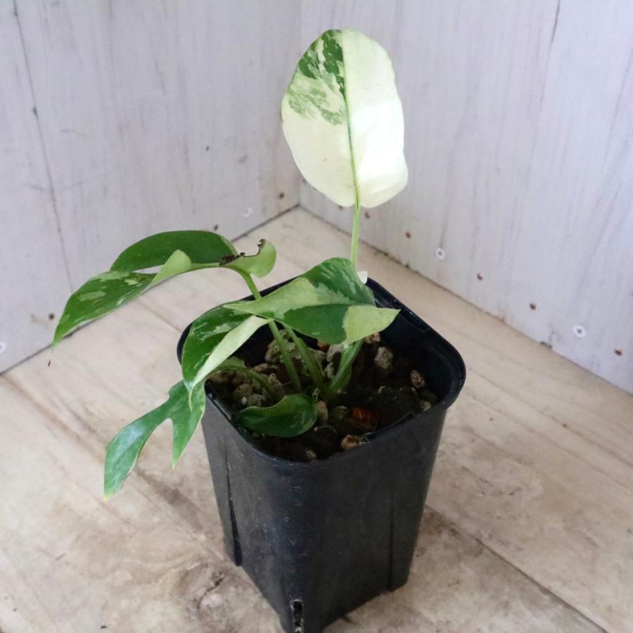 希少 斑入り 姫モンステラ ペルツーサ Rhaphidophora tetrasperma
