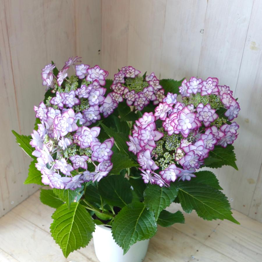 紫陽花 ひな祭り 八重咲き パープル ガクアジサイ 5号鉢 93 Nico Flowers 通販 Yahoo ショッピング