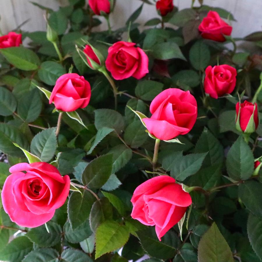 いい香り ミニバラ ピンク ロスアロマ ピンクロスアロマ ガーデニング