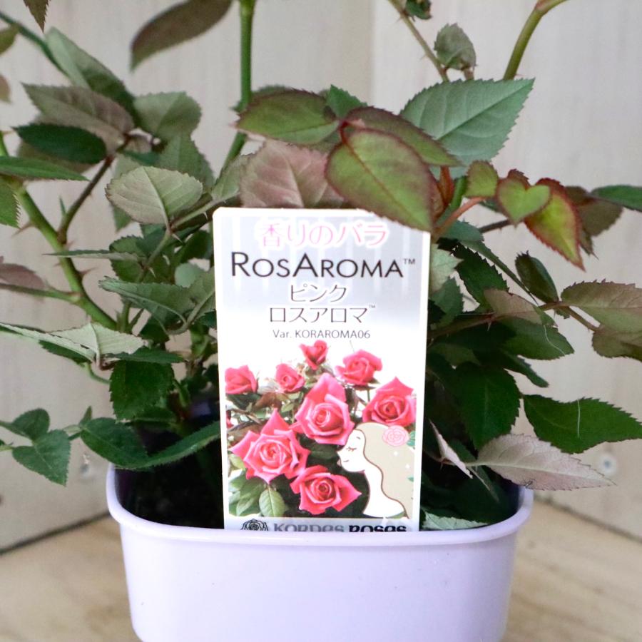 いい香り ミニバラ ピンク ロスアロマ ピンクロスアロマ ガーデニング