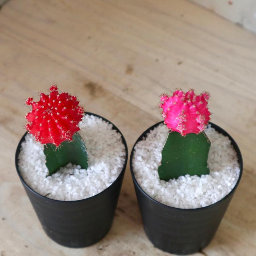2色セット サボテン 緋牡丹 レッド ピンク ３鉢 観葉植物 多肉植物 インテリア A048 Nico Flowers 通販 Yahoo ショッピング