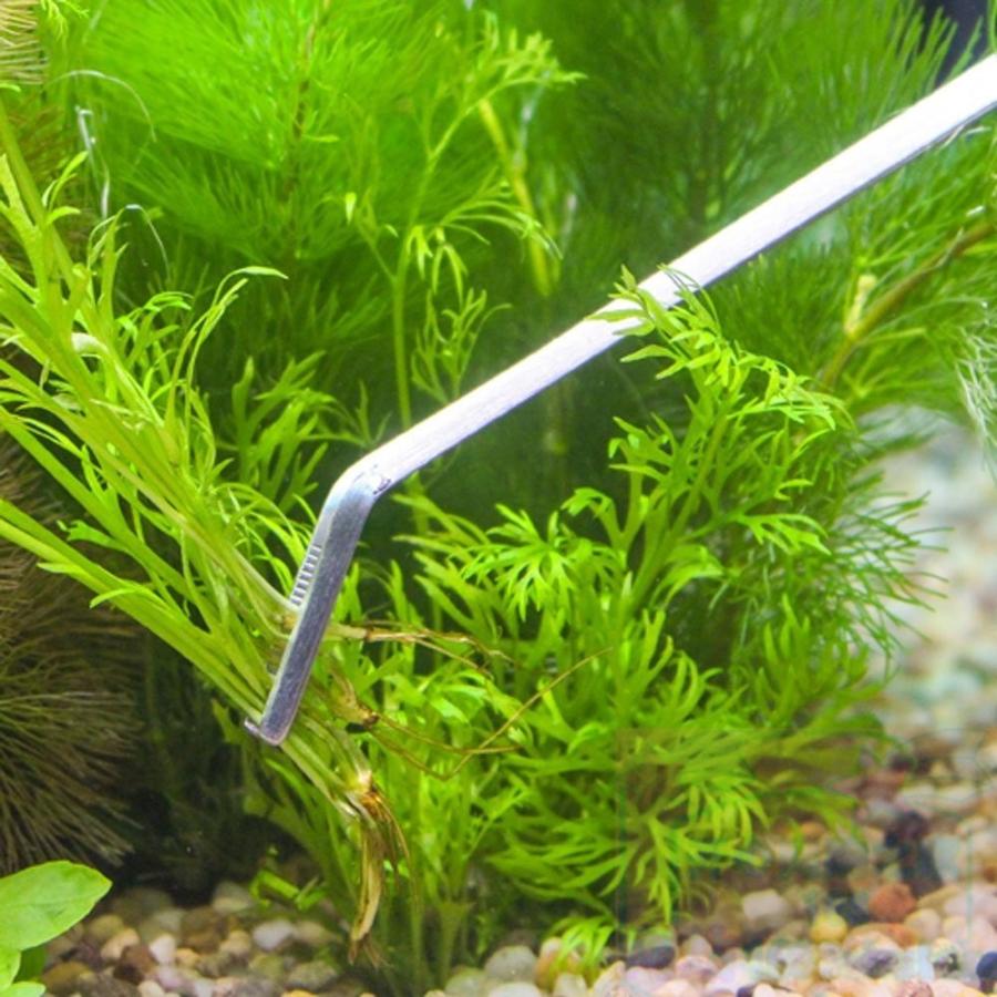 低価格で大人気の ストレート ピンセット ハーバリウム 掃除 水草用ピンセット カーブ 2本 低価格で大人気の ストレート ピンセット ハーバリウム 掃除 水草用ピンセット カーブ 2本
