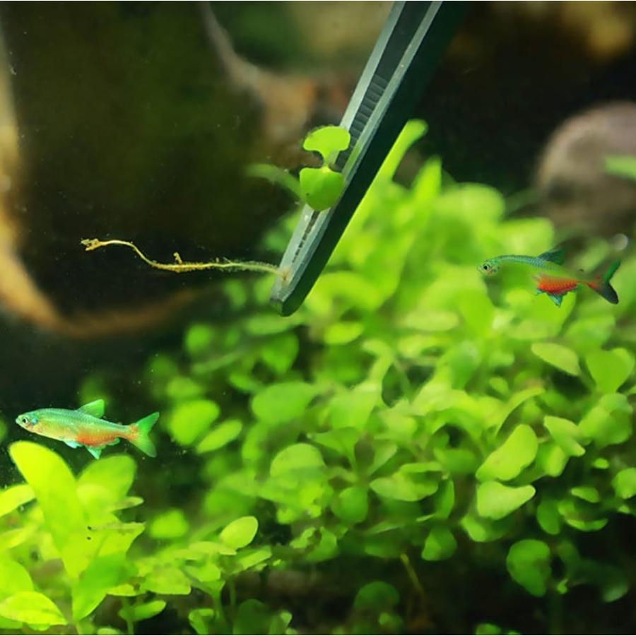 ロングピン 38cm 2本セット水槽物語 ストレート カーブ 水槽メンテ アクアリウム ピンセット 水草用ピンセット 水草 掃除 アクアリウム P01 Niko Mart 通販 Yahoo ショッピング